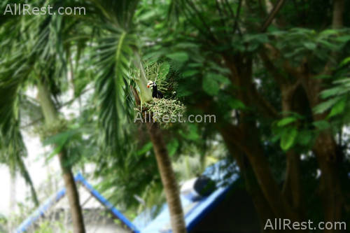 Coral Island Resort 52